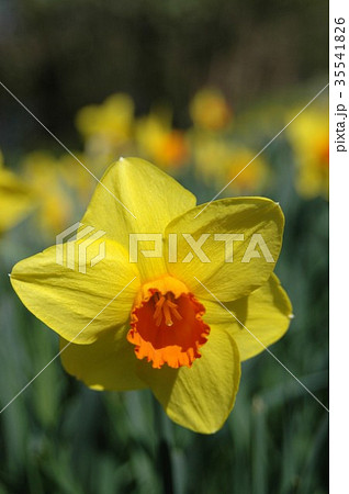 黄色いスイセンの花一輪(テイターテイト) 黄色いスイセンの花一輪(テイターテイト) 35541826