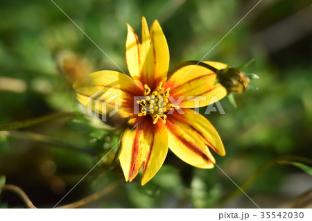 西日を見送るビーダンス 35542030