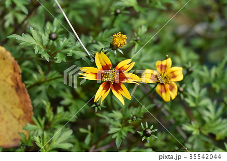 落ち葉の見切れるビーダンス 35542044