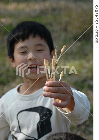 つくしを持つ少年 つくしを持つ少年 35542075