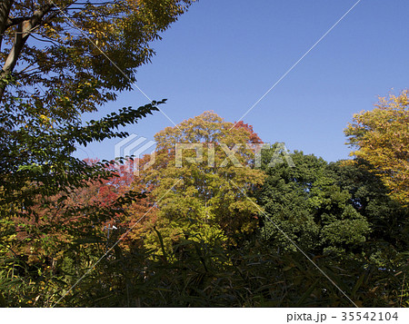 公園の紅葉 公園の紅葉 35542104
