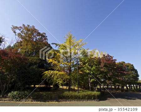 公園の紅葉 公園の紅葉 35542109