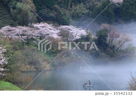 仁淀川大渡ダムの桜 35542132