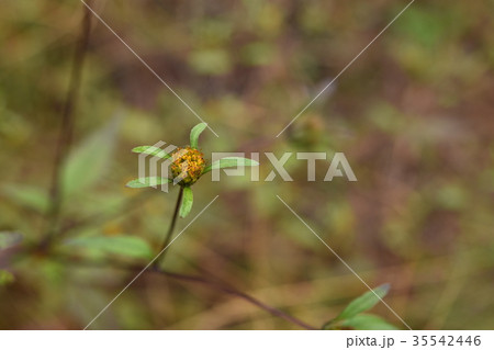 朝露に濡れた背高タウコギ 35542446