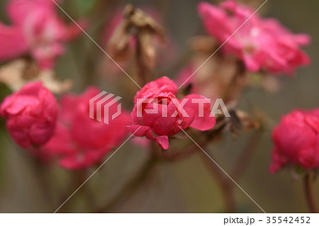 秋霧の朝露に塗れるミニ薔薇 35542452