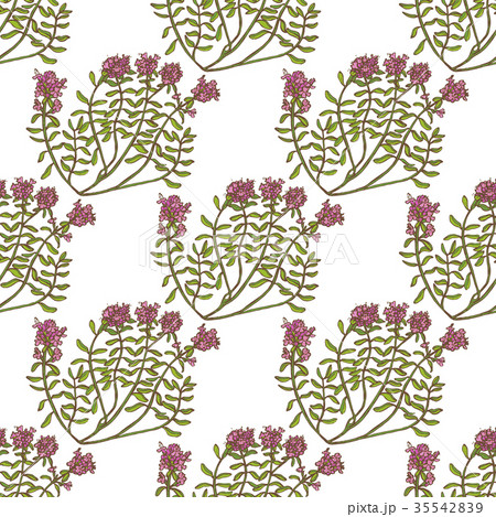 Colored Wild Thyme Seamless Pattern 35542839