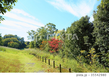 秋の公園 モミジ色づく 秋の公園 モミジ色づく 35542980