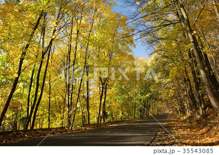 Rural road among autumn trees 35543085