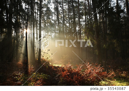 A foggy autumn coniferous forest in the morning 35543087