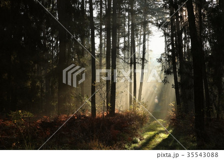 Rural road through the forest on a foggy morning 35543088