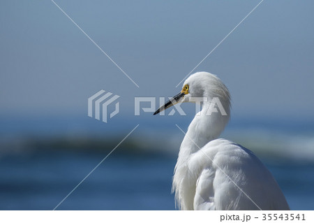 The Snowy Egret Looking at Ocean at Malibu Beach The Snowy Egret Looking at Ocean at Malibu Beach 35543541