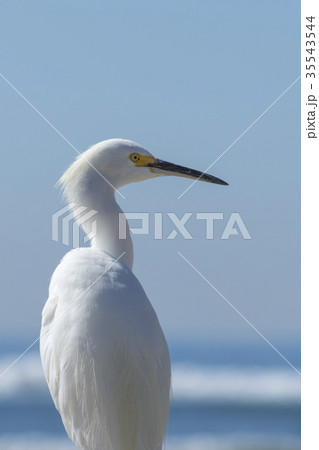 The Snowy Egret Looking at Ocean at Malibu Beach The Snowy Egret Looking at Ocean at Malibu Beach 35543544