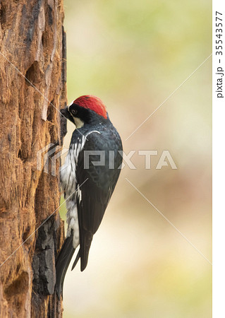 The Acorn Woodpicker Picking Tree Trunk for Acorn The Acorn Woodpicker Picking Tree Trunk for Acorn 35543577