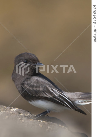The Wild Black Phoebe Perching on the Rock  35543624