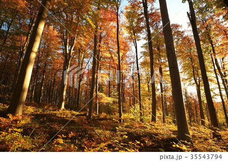 Autumn beech forest at dawn  35543794