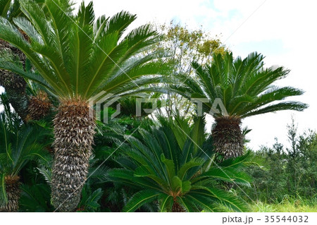 ソテツ 35544032