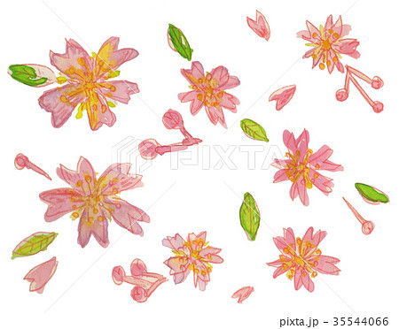 cherry blossom cherry blossom 35544066