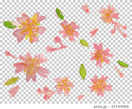 cherry blossom cherry blossom 35544066