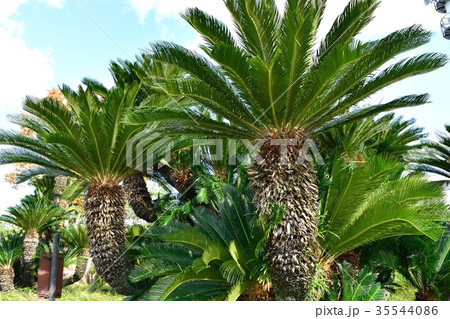 ソテツ ソテツ 35544086