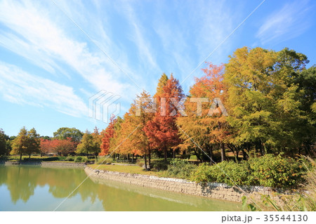 秋の公園 ラクウショウ紅葉 秋の公園 ラクウショウ紅葉 35544130