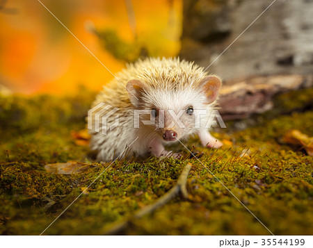 Small african pygmy hedgehog 35544199