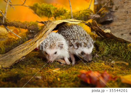 Small african pygmy hedgehogs 35544201