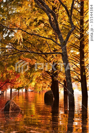 土師ダム 紅葉と水鏡 土師ダム 紅葉と水鏡 35544364