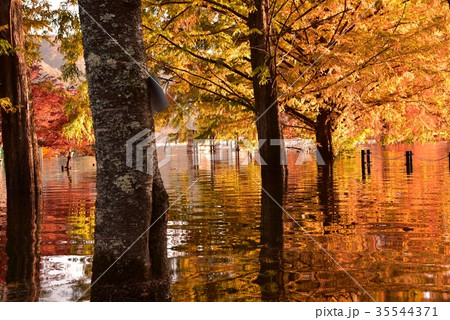土師ダム 紅葉と水鏡 土師ダム 紅葉と水鏡 35544371