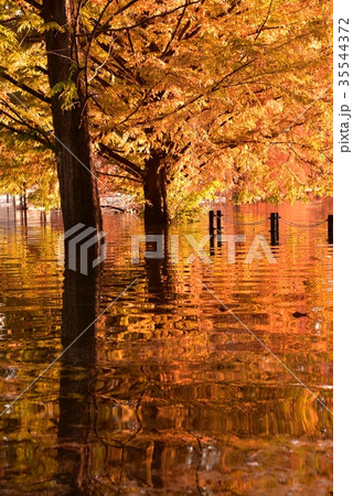 土師ダム 紅葉と水鏡 土師ダム 紅葉と水鏡 35544372