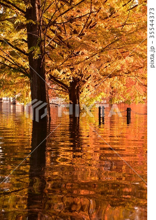 土師ダム 紅葉と水鏡 土師ダム 紅葉と水鏡 35544373