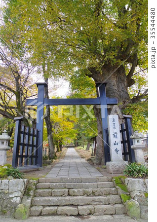 信州上田の天然記念物 前山寺参道並木 古刹の参道に生える樹齢300年超の欅など 信州上田の天然記念物 前山寺参道並木 古刹の参道に生える樹齢300年超の欅など 35544480