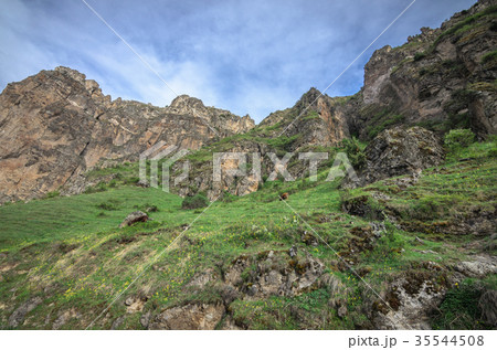 Cows graze on slopes of Alpine mountains Cows graze on slopes of Alpine mountains 35544508