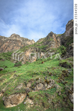 Cows graze on slopes of Alpine mountains 35544509