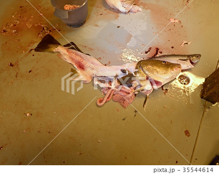 Gutting cod, the codfish. A freshly caught fish. Gutting cod, the codfish. A freshly caught fish. 35544614