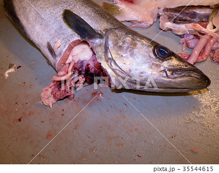 Freshly killed fish on filleting table with blood Freshly killed fish on filleting table with blood 35544615
