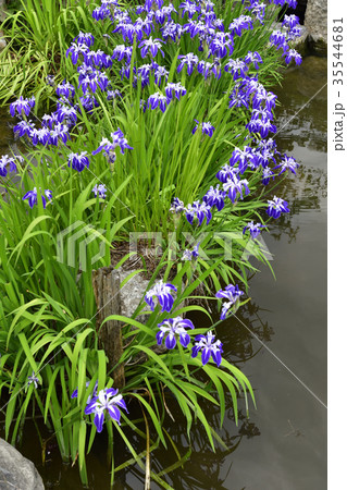 円山公園 ひょうたん池の花菖蒲 円山公園 ひょうたん池の花菖蒲 35544681
