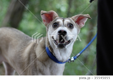 犬 狗 わんこ 35545055