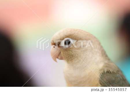 インコ オウム いんこ 35545057