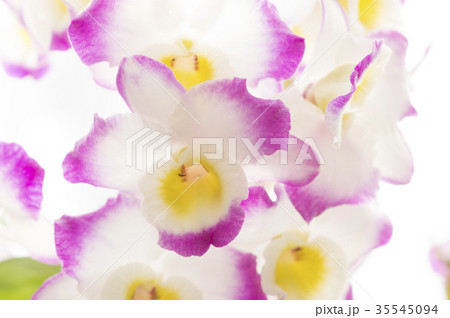 洋ランDendrobium 交配種の写真 35545094