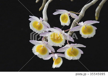 原種洋ランDendrobium primulinumの写真 35545095