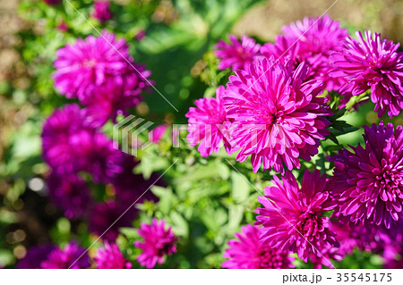 美しい八重のユウゼンギク 35545175
