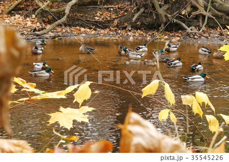 Ducks on the River in the Autumn Season. Ducks on the River in the Autumn Season. 35545226