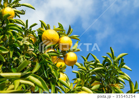 みかんの一種 柑橘系の果物 ※種類はよくわかりません イメージとしてお使いください みかんの一種 柑橘系の果物 ※種類はよくわかりません イメージとしてお使いください 35545254