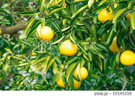 みかんの一種 柑橘系の果物 種類はよくわかりません イメージとしてお使いくださいの写真素材