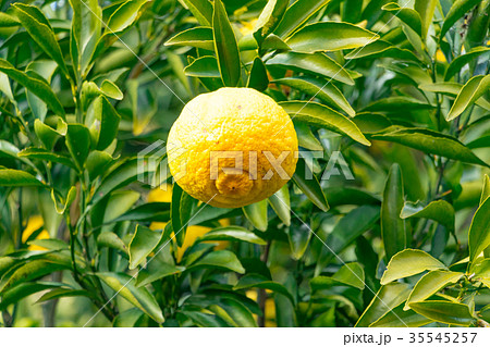 みかんの一種　柑橘系の果物　※種類はよくわかりません　イメージとしてお使いください 35545257