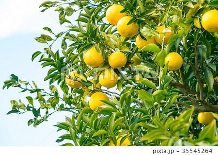みかんの一種 柑橘系の果物 種類はよくわかりません イメージとしてお使いくださいの写真素材