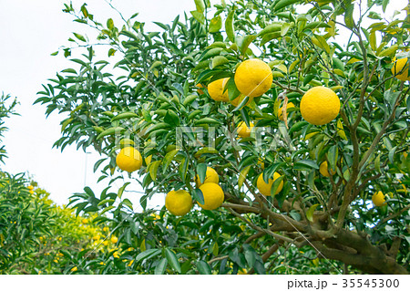 みかんの一種　柑橘系の果物　※種類はよくわかりません　イメージとしてお使いください 35545300