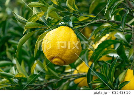 みかんの一種　柑橘系の果物　※種類はよくわかりません　イメージとしてお使いください 35545310