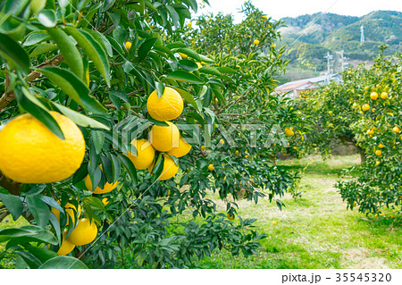 みかんの一種　柑橘系の果物　※種類はよくわかりません　イメージとしてお使いください 35545320