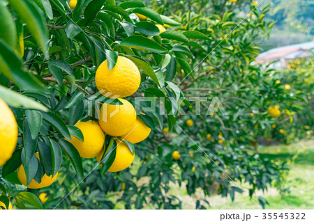 みかんの一種　柑橘系の果物　※種類はよくわかりません　イメージとしてお使いください 35545322